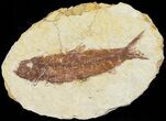 Bargain, Knightia Fossil Fish - Wyoming #67373-1
